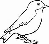 Bird Coloring Pages Printable Drawing Birds Sheets sketch template