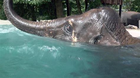 video elephant swimming pool opened  japan zoo newshub