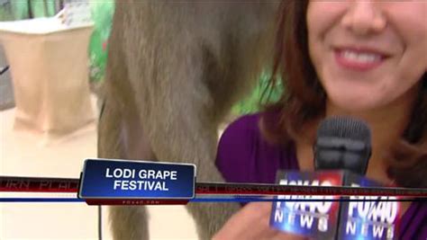 rock of ages baboon gropes breast of tv reporter sabrina rodriguez live