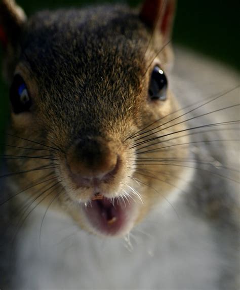 squirrels teeth flickr photo sharing