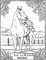 Coloring Horse Pages Appaloosa Colouring Color Horses Printable Adult Books Adults Kids Print Getcolorings Painting Crafts Animal Getdrawings Coloringpagesforadult Choose sketch template