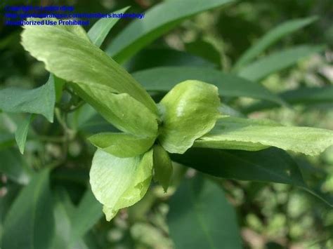 plantfiles pictures stigmaphyllon spieces butterfly vine orchid vine stigmaphyllon