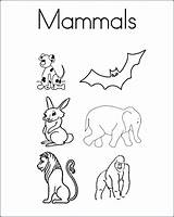 Coloring Mammal Pages Getcolorings Printable Getdrawings sketch template