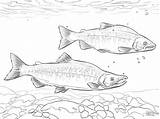 Salmon Coloring Pages Kokanee Printable Realistic Pacific Drawing Sheets Drawings Color Printables sketch template