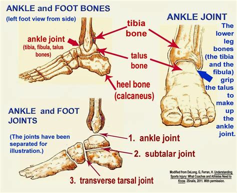 ankle joint anatomy anatomy picture reference  health news