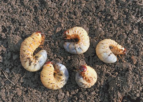 white grubs soybean pest soybean research information network srin