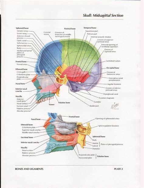 Netter Head And Neck Anatomy Gallery Анатомия человека