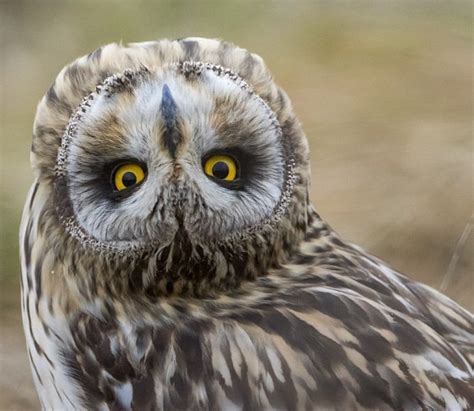 owl fact dexless maplestory guides