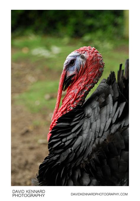 norfolk black turkey iv david kennard photography