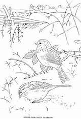 Sparrow Crowned Designlooter Sparrows Bw Throated sketch template