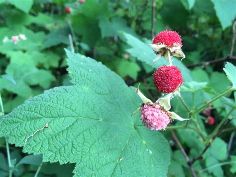identify  wild berries   safe  eat rportland