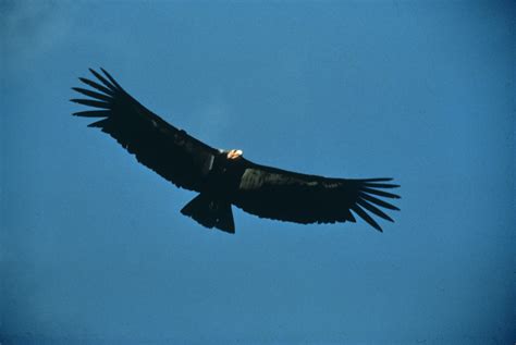 idaho nature notes california condor