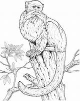 Monkey Coloring Pages Monkeys Animals Primate Tree Species Do Wise sketch template