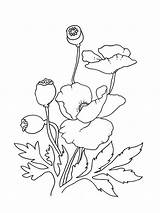Maki Poppies Kolorowanki Dzieci Mohnblumen Blumen Kwiaty sketch template