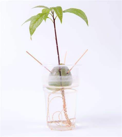 How To Grow Tree From Avocado Seed – Eviva Midtown