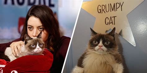 Grumpy Cat S Grumpiest Moments And Photos