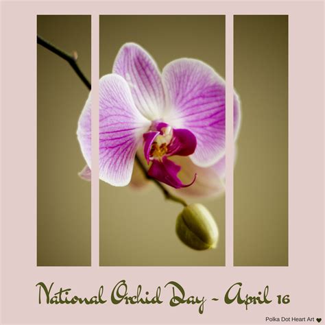 national orchid day april  designed  polka dot heart art heart