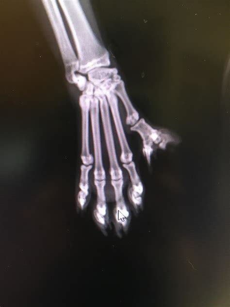X Ray Of A Polydactyl Cats Paw R Polydactyl