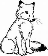 Fox Arctic Coloring Getdrawings sketch template