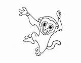 Monkey Capuchin Coloring Baby Coloringcrew sketch template