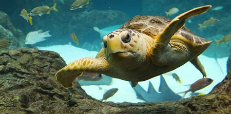 10 Interesting Facts About Turtles The Fact Site