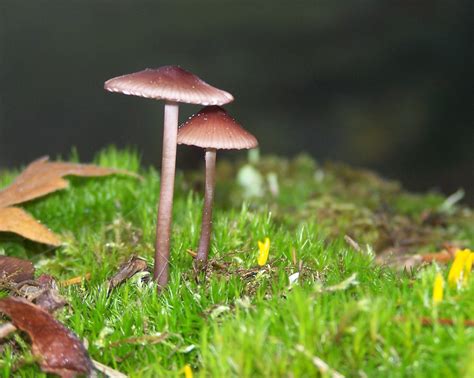 mini mushrooms fungi yamhill awkward pretty  woods stuffed mushrooms forest neck