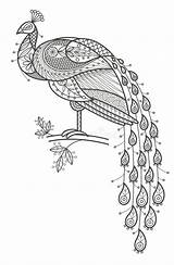 Peacock Volwassen Kleuring Pauw Coloration Adulte Oiseau Swirls Flamant Paon sketch template