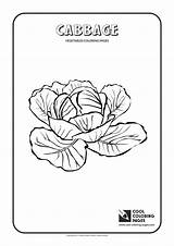 Coloring Cabbage Pages Vegetables Cool Plants sketch template