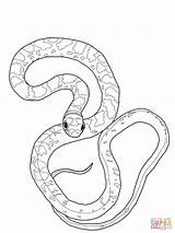 Snake Coloring Pages Mamba Python Racer Cobra Anaconda Viper King Drawing Printable Colouring Color Supercoloring Ball Getcolorings Getdrawings Clipart sketch template