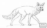 Coloring Raposa Foxes Rysunek Simples Selvagem Colorironline Animais Selvagens Sketch Obraz Mammals sketch template