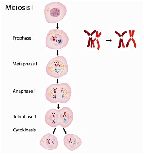 metaphase  biology dictionary