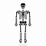 Esqueleto Skeleton Skelett Malvorlage Ultracoloringpages sketch template