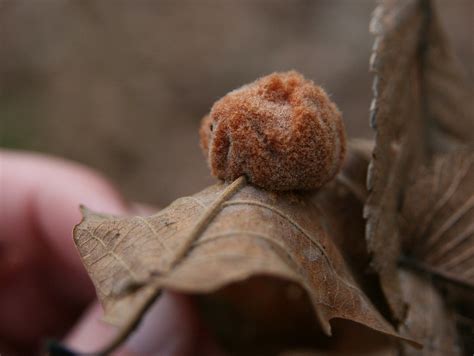 woolly oak leaf gall    leads  flickr