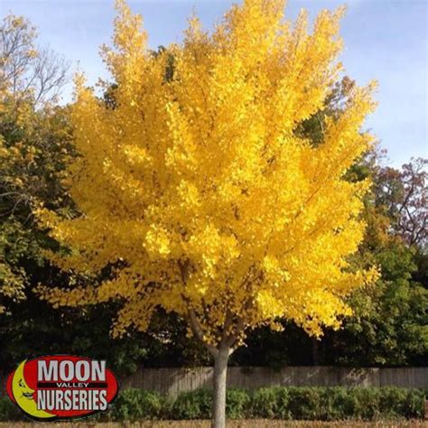 Autumn Gold Maidenhair Tree Fast Growers Moon Valley Nurseries