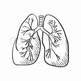 Lungs Drawing Doodle Vector Sketch Medical Lung Draw Heart Background Human Outline Illustration Cancer Getdrawings Drawings sketch template