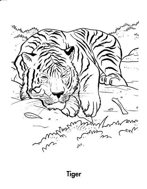 jungle tiger coloring pages  kids animal coloring pages forest