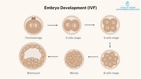 embryo development stages  embryo growth  ivf