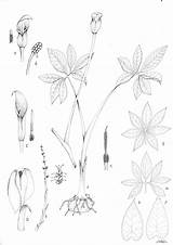 Behance Botanical Graphite Ink Illustrations sketch template
