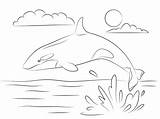 Coloring Orca Printmania Killerwal Ausdrucken Kostenlos sketch template