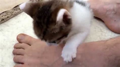 super cute kitten neo gives foot massage follow little kitten neo to