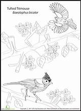 Titmouse Designlooter Tufted sketch template