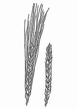 Wheat Coloring sketch template
