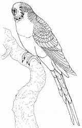 Ausmalbilder Papagei Malen Tiere Malvorlage Jahresuhr Vogel Kinderbilder Malbuch Tabaluga Aves Apliques Periquitos Vatertag Bunte Pintura Kaufen sketch template