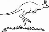 Kangaroo Clipart Jumping Hopping Library Colouring Cliparts Clip sketch template