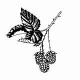 Blackberry Coloring Drawing Fruit Pages Blackberries Getdrawings Gif Drink Eat sketch template