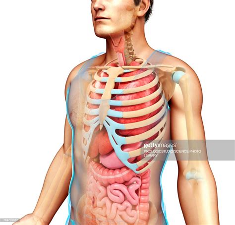 male skeletal system and body organs illustration