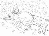 Bilby Greater Supercoloring sketch template