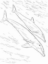 Coloring Bottlenose Dolphins Pages Drawing Dolphin Juvenile Mother Printable Realistic Categories Getdrawings sketch template