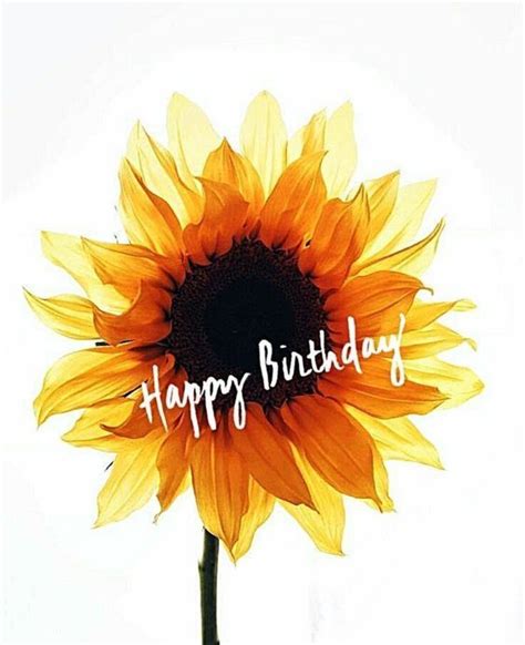 sunflower happy birthday image pictures   images