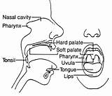 Mouth Diagram Anatomy Throat Medical Formats Available sketch template